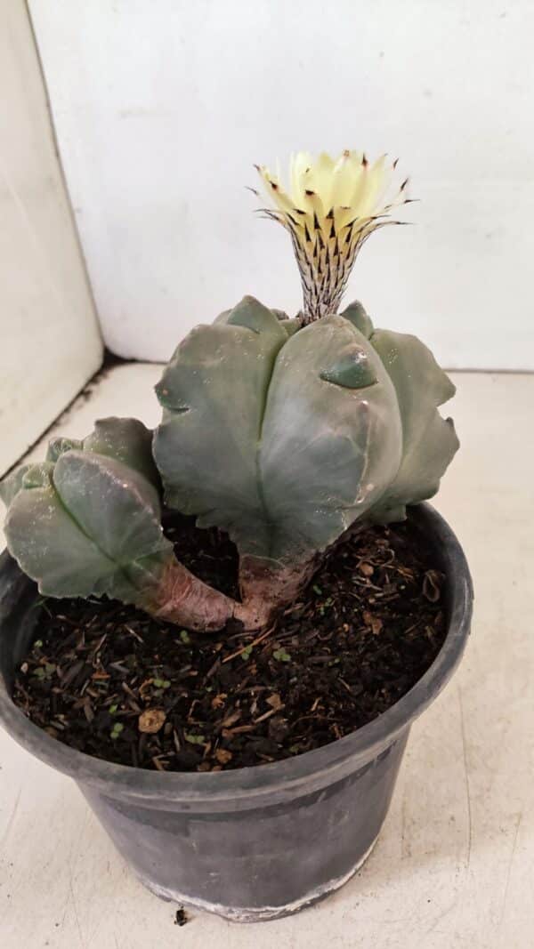 ASTROPHYTUM cv KIKKO "Bicéfalo"  Nº 1071 – vaso 15 - Imagem 7