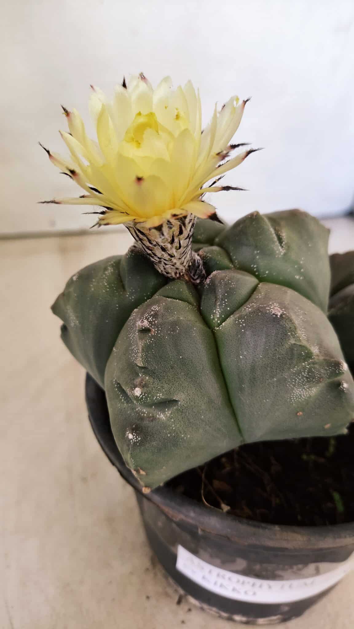 KIKKO BICEFALO 1071 (6) ASTROPHYTUM cv KIKKO "Bicéfalo"  Nº 1071 – vaso 15 - Imagem 5