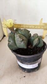 ASTROPHYTUM cv KIKKO "Bicéfalo"  Nº 1071 – vaso 15