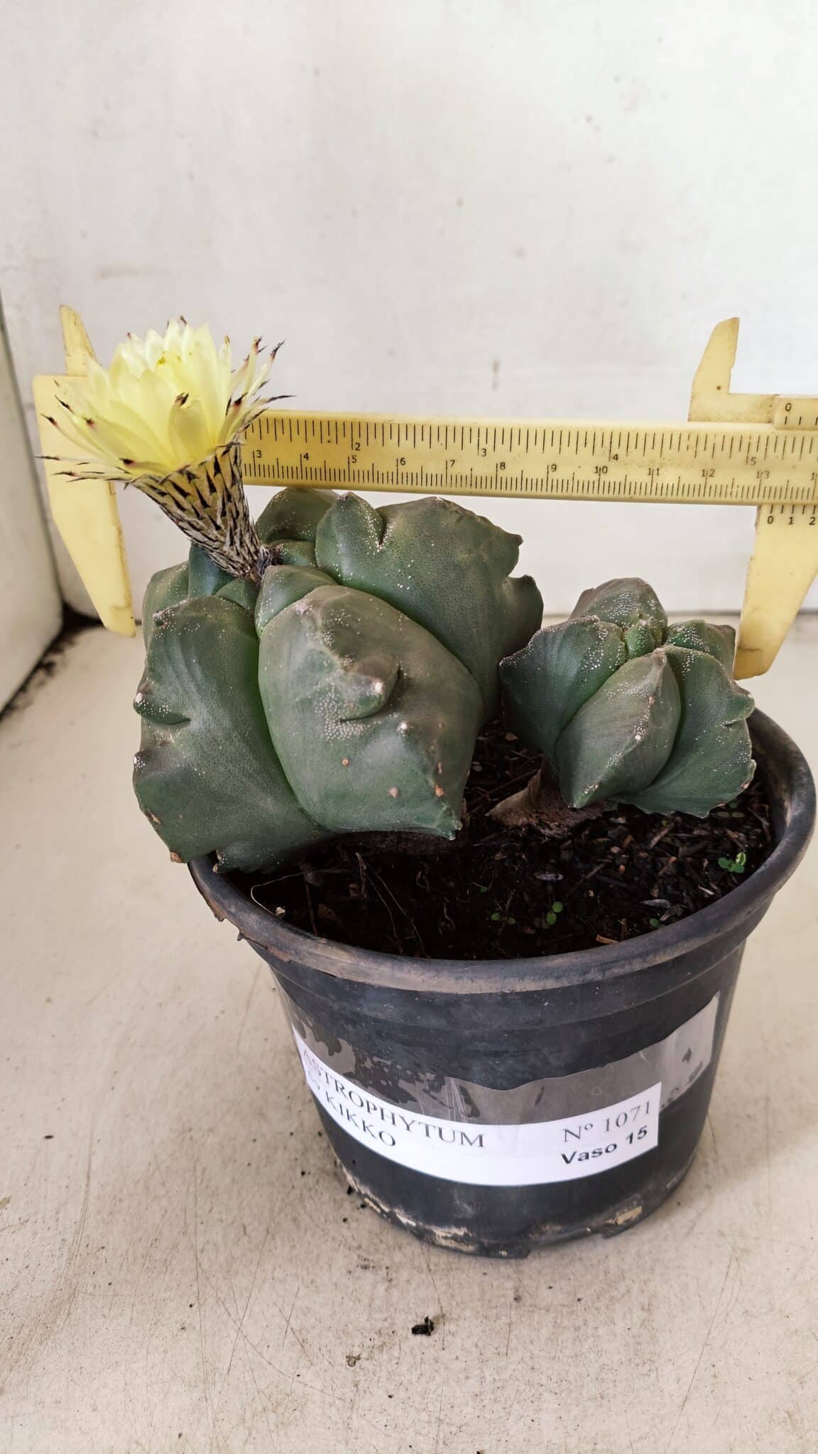 KIKKO BICEFALO 1071 (7) ASTROPHYTUM cv KIKKO "Bicéfalo"  Nº 1071 – vaso 15 - Imagem 1