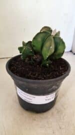 ASTROPHYTUM MYRIOSTIGMA "COLÔNIA"  Nº 1020 – vaso 15