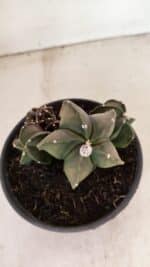 ASTROPHYTUM MYRIOSTIGMA "COLÔNIA"  Nº 1020 – vaso 15 - Imagem 8
