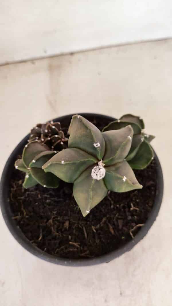ASTROPHYTUM MYRIOSTIGMA "COLÔNIA"  Nº 1020 – vaso 15 - Imagem 8