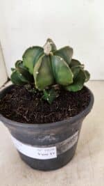 ASTROPHYTUM MYRIOSTIGMA "COLÔNIA"  Nº 1020 – vaso 15 - Imagem 7
