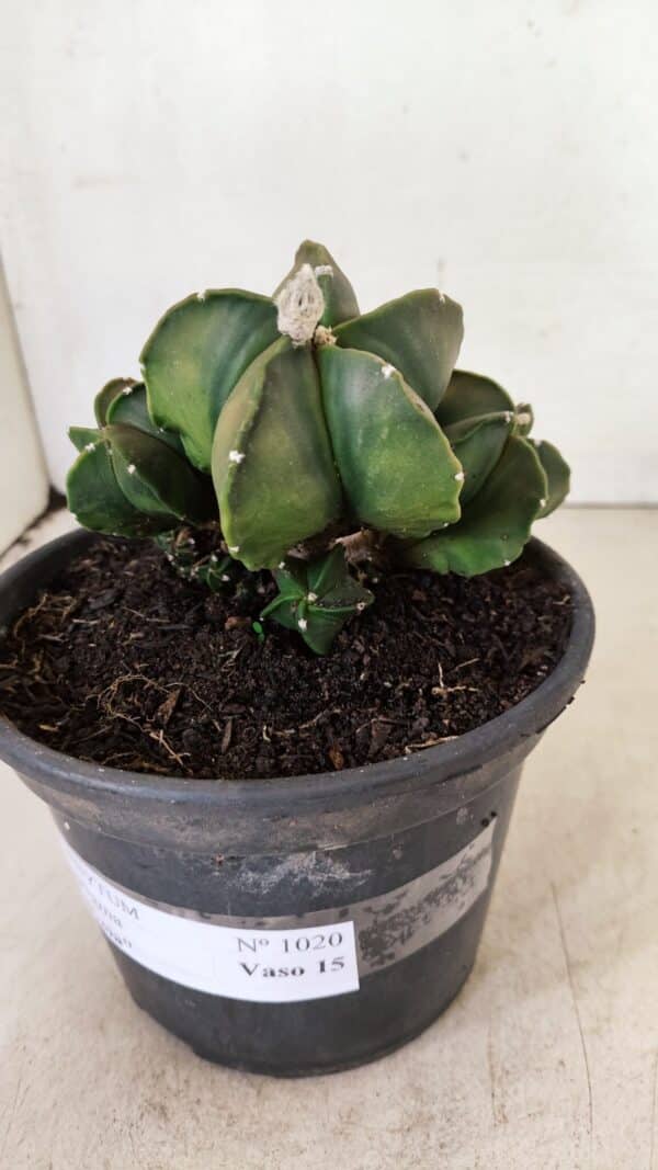 ASTROPHYTUM MYRIOSTIGMA "COLÔNIA"  Nº 1020 – vaso 15 - Imagem 7