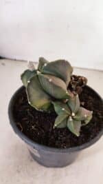 ASTROPHYTUM MYRIOSTIGMA "COLÔNIA"  Nº 1020 – vaso 15 - Imagem 5