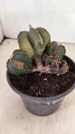 ASTROPHYTUM MYRIOSTIGMA "COLÔNIA"  Nº 1020 – vaso 15 - Imagem 3