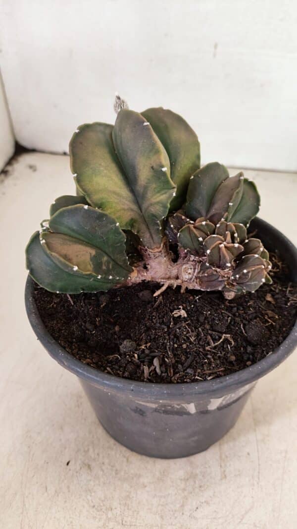 ASTROPHYTUM MYRIOSTIGMA "COLÔNIA"  Nº 1020 – vaso 15 - Imagem 3