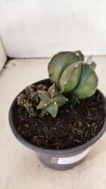 ASTROPHYTUM MYRIOSTIGMA "COLÔNIA"  Nº 1020 – vaso 15 - Imagem 6