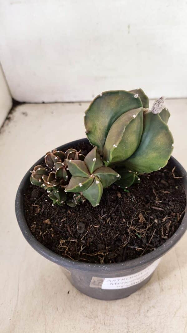 ASTROPHYTUM MYRIOSTIGMA "COLÔNIA"  Nº 1020 – vaso 15 - Imagem 6