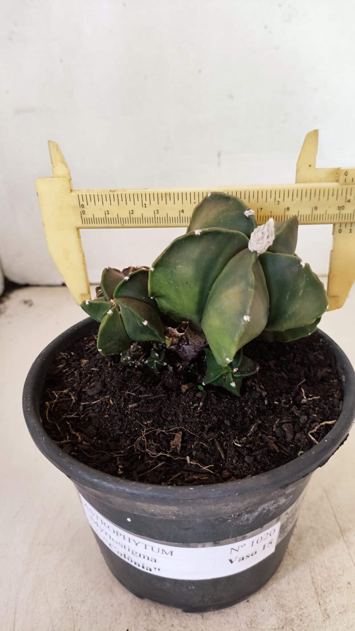 MYRIOSTIGMA COLÔNIA 1020 (7) ASTROPHYTUM MYRIOSTIGMA "COLÔNIA"  Nº 1020 – vaso 15 - Imagem 4