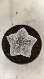 ASTROPHYTUM MYRIOSTIGMA Onzuka  Nº 730 – vaso 11