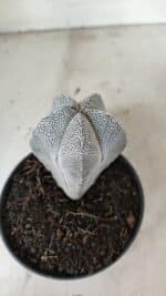 ASTROPHYTUM MYRIOSTIGMA Onzuka  Nº 730 – vaso 11 - Imagem 5