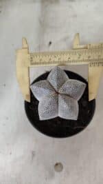 ASTROPHYTUM MYRIOSTIGMA Onzuka  Nº 731 – vaso 11