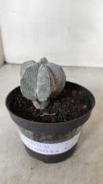 ASTROPHYTUM MYRIOSTIGMA Onzuka  Nº 732 – vaso 11 - Imagem 2