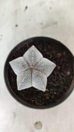 ASTROPHYTUM MYRIOSTIGMA Onzuka  Nº 732 – vaso 11