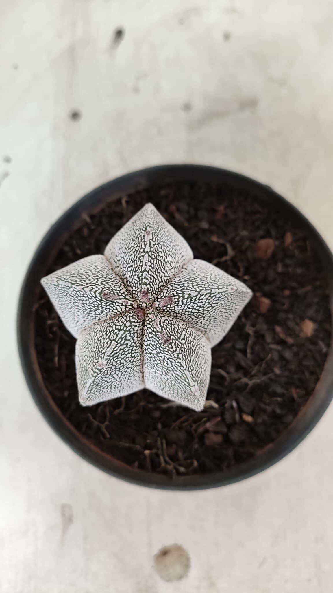 ONZUKA 732 (2) ASTROPHYTUM MYRIOSTIGMA Onzuka  Nº 732 – vaso 11 - Imagem 1