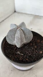 ASTROPHYTUM MYRIOSTIGMA Onzuka  Nº 732 – vaso 11 - Imagem 8