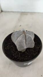 ASTROPHYTUM MYRIOSTIGMA Onzuka  Nº 732 – vaso 11 - Imagem 7