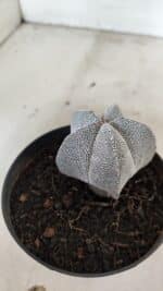 ASTROPHYTUM MYRIOSTIGMA Onzuka  Nº 732 – vaso 11 - Imagem 6