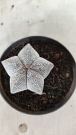 ASTROPHYTUM MYRIOSTIGMA Onzuka  Nº 732 – vaso 11 - Imagem 3