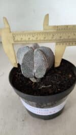ASTROPHYTUM MYRIOSTIGMA Onzuka  Nº 732 – vaso 11 - Imagem 4