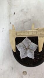 ASTROPHYTUM MYRIOSTIGMA Onzuka  Nº 732 – vaso 11 - Imagem 5