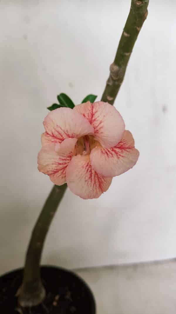 Planta Simples 3251 – 35cm – 03 anos - Imagem 1