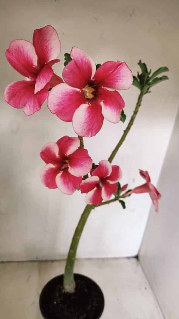 Planta Simples 3252 – 35cm – 03 anos - Imagem 1