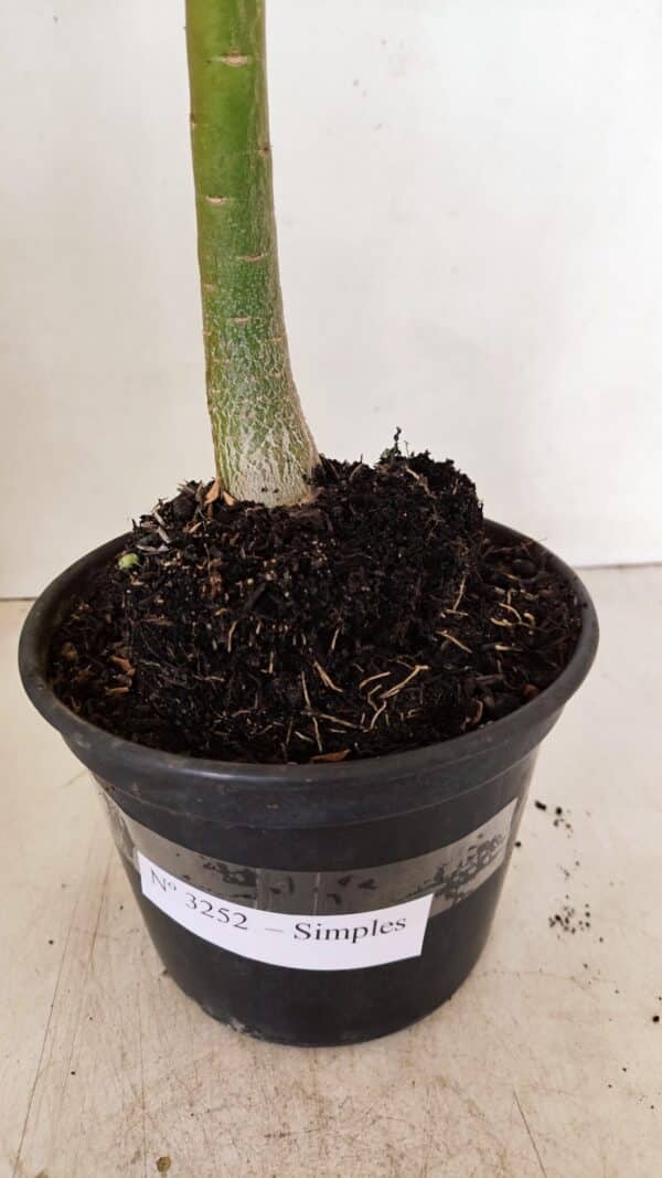 Planta Simples 3252 – 35cm – 03 anos - Imagem 7