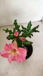 Planta Simples 3253 – 30cm – 02 anos - Imagem 4