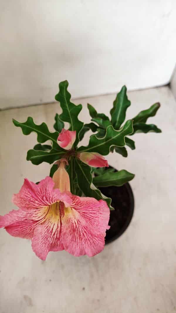 Planta Simples 3253 – 30cm – 02 anos - Imagem 4