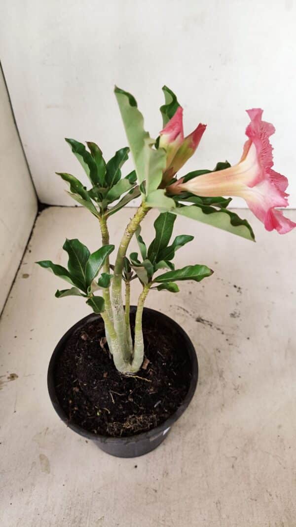Planta Simples 3253 – 30cm – 02 anos - Imagem 5