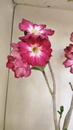 Planta Simples 3254 – 40cm – 03 anos - Imagem 6