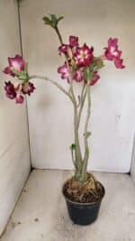 Planta Simples 3254 – 40cm – 03 anos - Imagem 7
