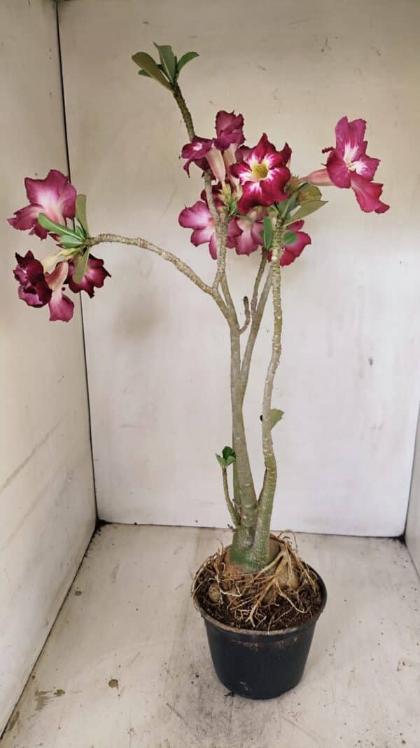 Planta Simples 3254 – 40cm – 03 anos - Imagem 7