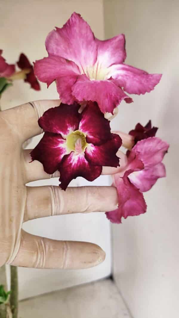 Planta Simples 3254 – 40cm – 03 anos - Imagem 3