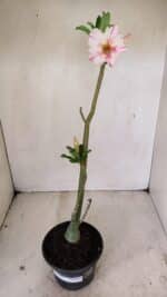 Planta Simples 3255 – 35cm – 03 anos - Imagem 2