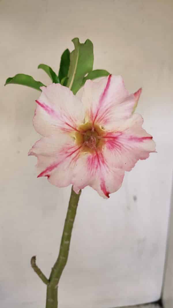 Planta Simples 3255 – 35cm – 03 anos - Imagem 1