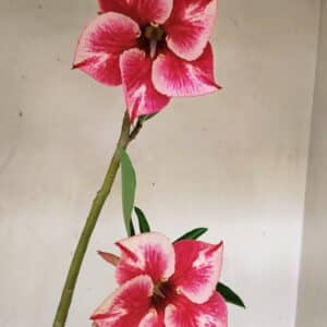 Planta Simples 3256 – 35cm – 03 anos