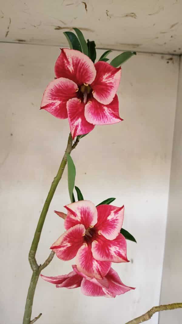 Planta Simples 3256 – 35cm – 03 anos - Imagem 1
