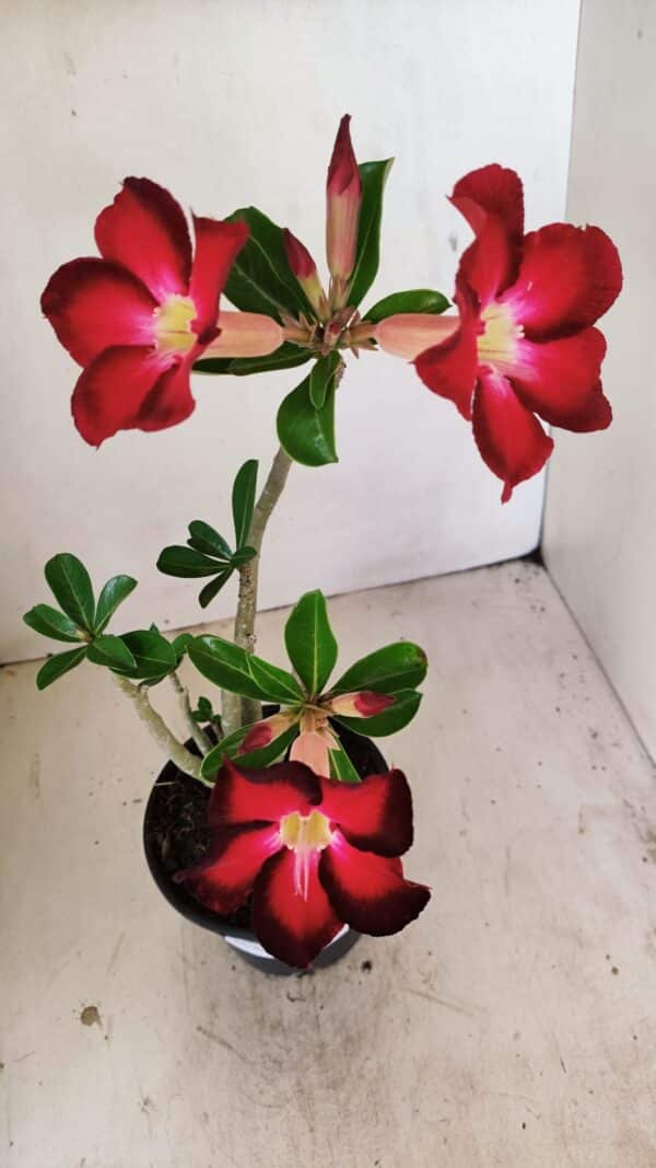 Planta Simples 3257 – 35cm – 03 anos - Imagem 4