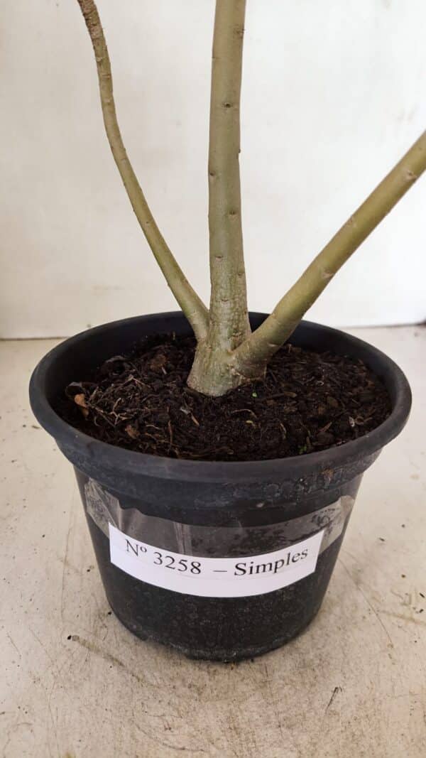 Planta Simples 3258 – 30cm – 03 anos - Imagem 5