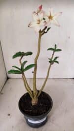 Planta Simples 3259 – 30cm – 03 anos - Imagem 2