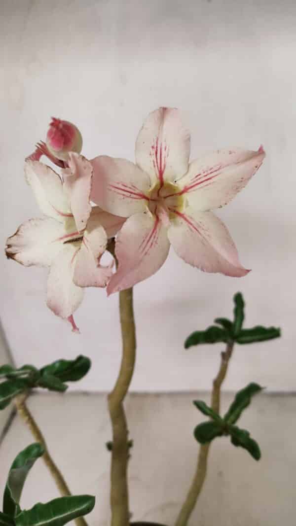 Planta Simples 3259 – 30cm – 03 anos - Imagem 1