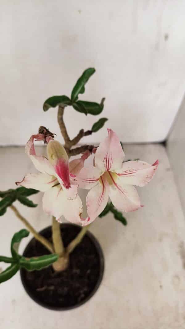 Planta Simples 3259 – 30cm – 03 anos - Imagem 4