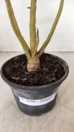 Planta Simples 3259 – 30cm – 03 anos - Imagem 6