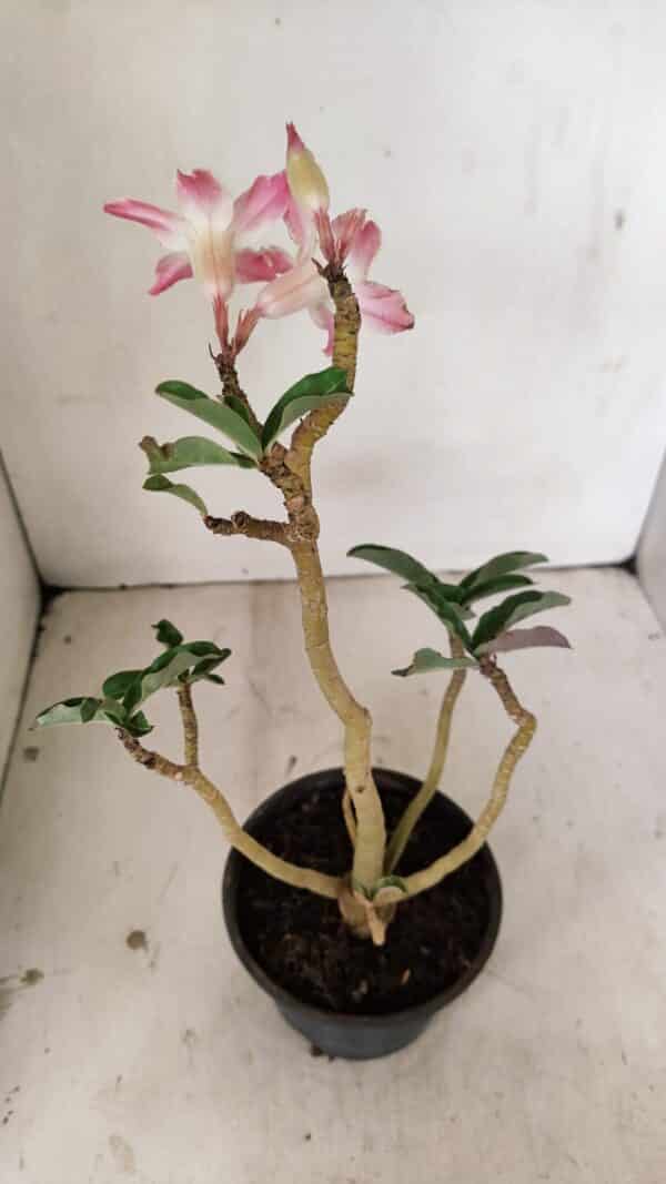 Planta Simples 3259 – 30cm – 03 anos - Imagem 5
