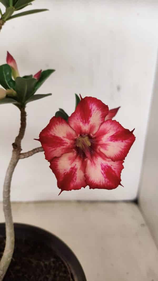 Planta Simples 3260 – 40cm – 03 anos - Imagem 1