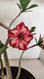 Planta Simples 3260 – 40cm – 03 anos - Imagem 4